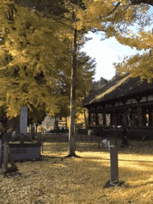 a tree with yellow leaves is in front of a building with chinese writing on it