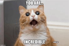 a cat with its mouth open and its eyes wide open is making a surprised face .