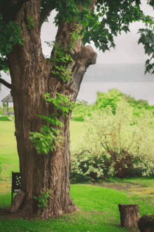 a large tree stands in the middle of a lush green field with a gazebo in the background