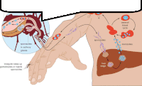 a diagram showing the life cycle of a mosquito and the liver