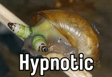 a snail is crawling on a stick and the word hypnotic is above it