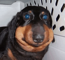 a black and brown dog with a large beehive on its nose is sitting in a crate .