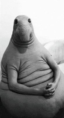 a black and white photo of a very fat seal sitting on a couch with its hands folded .