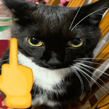 a black and white cat with a yellow hand pointing up