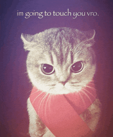 a cat with a pink scarf around its neck and the words im going to touch you vro