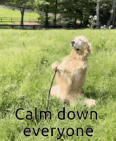 a dog is sitting in the grass with a stick and the words calm down everyone