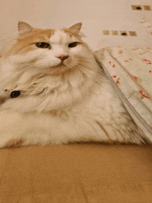 a fluffy orange and white cat laying on a couch