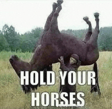 a man is holding a horse upside down in a field with the words hold your horses below it .