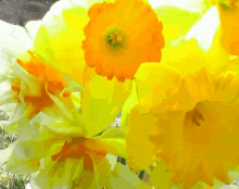 a yellow flower with a green center is surrounded by white petals