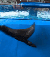 a seal is swimming in a pool with a blue mat on the floor