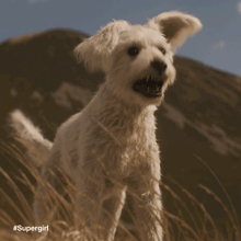 a small white dog standing in a field with #supergirl on the bottom