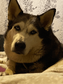 a husky dog laying on a bed with a floral wallpaper behind it