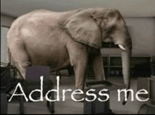 an elephant is standing in a room with the words address me behind it