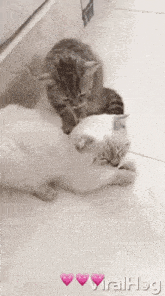 two cats are laying on the floor and one of them is laying on top of the other .