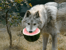 a wolf eating a slice of watermelon in the grass