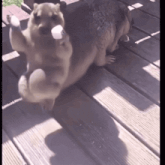 two dogs are playing on a wooden deck one is holding a marshmallow