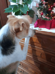 a dog reaches for a christmas present on a wooden dresser