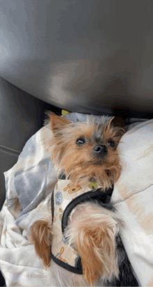 a small dog is laying on a couch wearing a harness and looking at the camera .