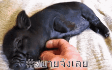 a black pig is laying on a bed with a person 's hand petting it