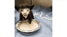 a kitten is sitting in a bowl of food on a blue towel