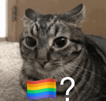 a cat with a rainbow flag and a question mark on its face