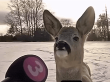 a deer is standing in the snow next to a microphone that has the number 3 on it