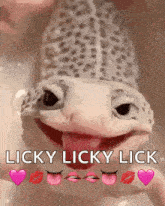 a lizard is sticking its tongue out and licking a person .