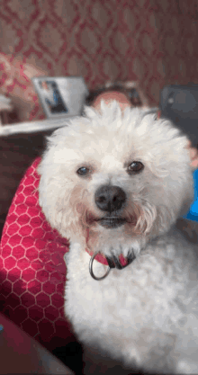 a small white dog with a red collar is sitting on a red pillow