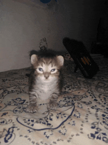 a small kitten is sitting on a bed with a picture of snoopy on the wall behind it