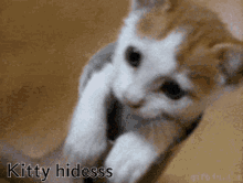 a close up of a kitten with the words kitty hidess written below it