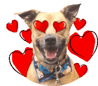 a dog wearing a cookie monster bandana has red hearts in his eyes