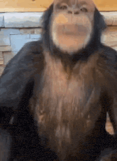 a close up of a monkey 's face with a brick wall behind it