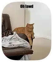 a cat laying on a chair with the words oh lawd written above it