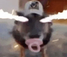 a cow with a pacifier in its mouth and a hat on .