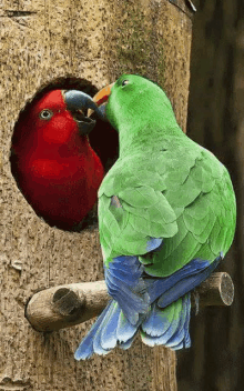 a green parrot is standing next to a red parrot in a birdhouse