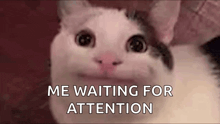 a close up of a cat 's face with the words `` me waiting for attention '' written below it .