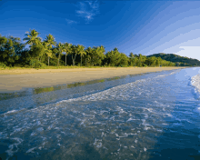 a beach with palm trees on the shore