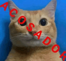 a close up of a cat 's face with the word a cosador written on it .