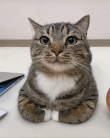 a cat laying on a table next to a laptop and an apple