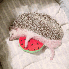 a hedgehog laying on a bed next to a watermelon slice