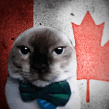 a cat wearing a bow tie stands in front of the canadian flag