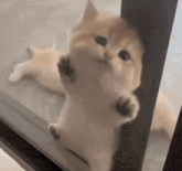 a cat is peeking out of a glass door and looking at the camera .