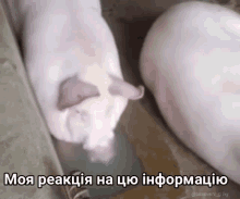 two pigs are standing next to each other with a caption in a foreign language