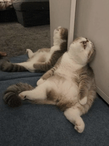 a cat laying on its back looking up at its reflection in the mirror