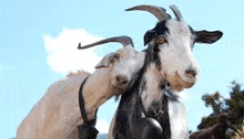 two goats with bells on their necks are standing next to each other on a hill .