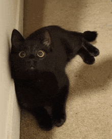 a black cat is laying on the floor next to a wall and looking up .