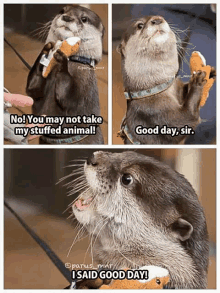 an otter is holding a stuffed animal and says good day sir