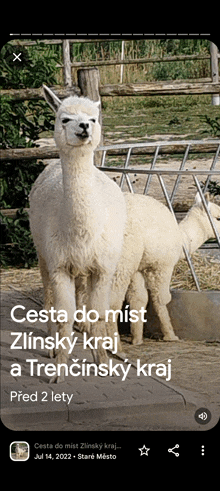 a picture of two llamas with the caption " cesta do mist zlinsky kraj a trenčinsky kraj "