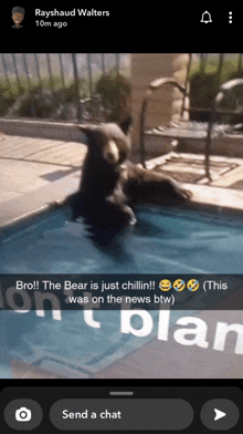 a snapchat screenshot of a bear in a swimming pool