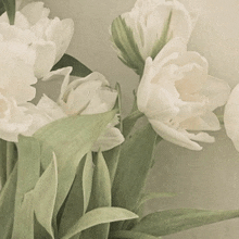 a bunch of white flowers with green leaves on a white background